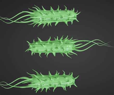 ArtStation - 3D Prokaryotic Bacteria Model – Realistic Microbial Cell ...