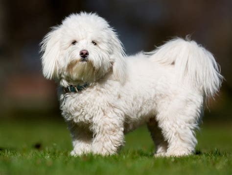 Cotón De Tulear Una Raza Dulce Y Cariñosa