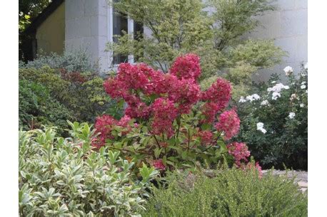 Hydrangea Paniculata DIAMANT ROUGE Rendia