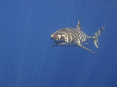 Great White Shark Fish Facts | Carcharodon carcharias - AZ Animals