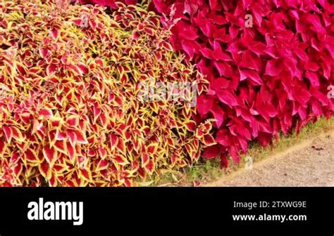 Fast Zoom In Into A Garden Of Hedges Coleus And Plant The Coleus Is