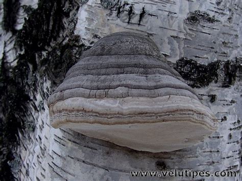 Fomes fomentarius, taulakääpä @ Natural Fungi in Finland