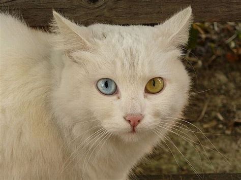 Heterochromia in Animals (12 pics)