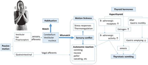 Graves Disease With Motion Sickness A Case Report The American