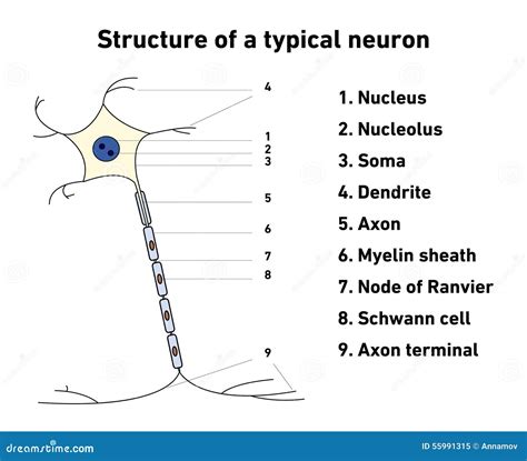 Structure Of A Typical Neuron Stock Vector Illustration Of Multipolar