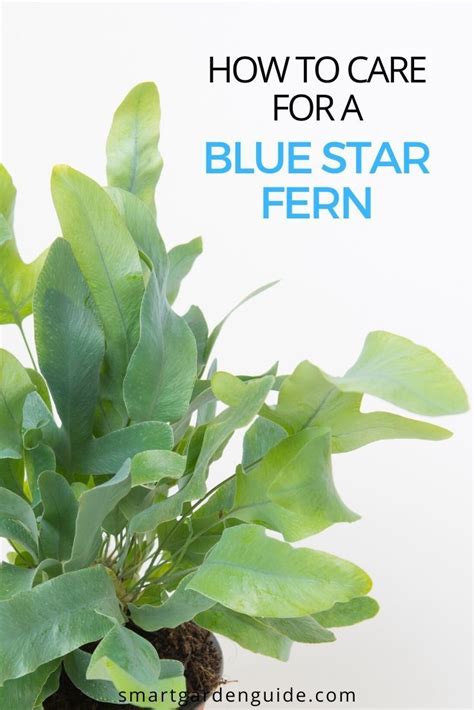 A Blue Star Fern Plant With Text Overlay How To Care For A Blue Star Fern