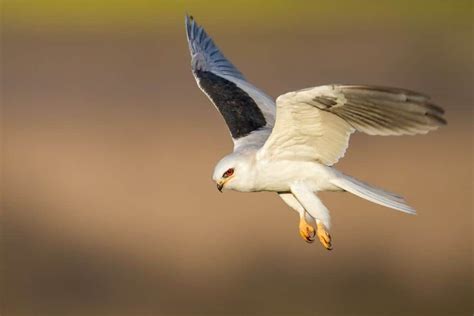 Brahminy Kite The Ultimate Guide Operation Migration