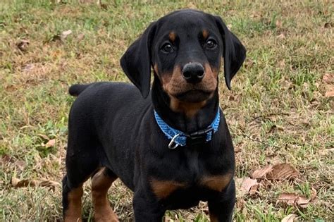 Red Barn Dobermans Doberman Pinscher Puppies For Sale In Ropesville