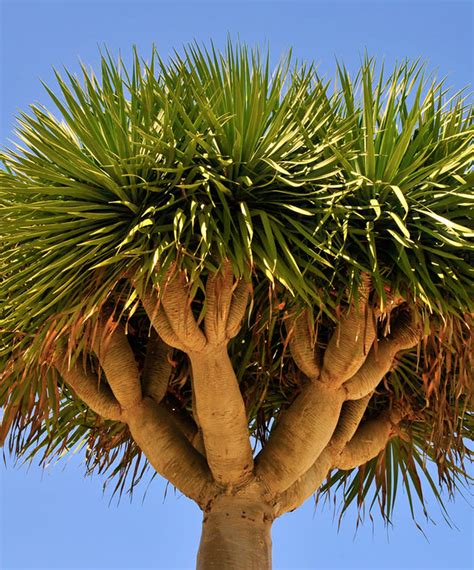 How To Grow Dragon Trees