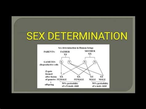 Sex Determination Introduction And Mechanism Genic Balance Theory