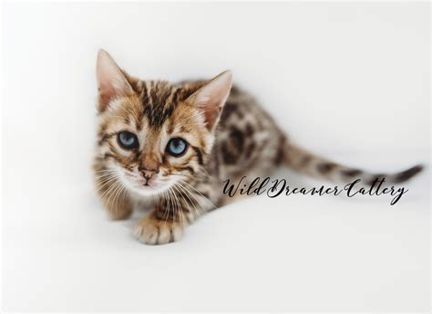 Past Bengal Kittens | Wild Dreamer Cattery