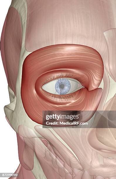 Orbicularis Photos And Premium High Res Pictures Getty Images