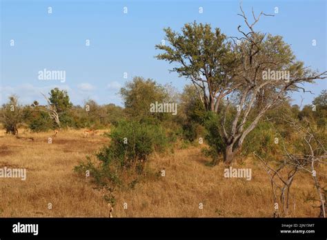 Krüger Park Afrikanischer Busch Kruger Park African Bush Stock