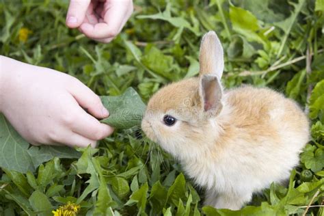 Cute Bunny Rabbit In The Grass Eating A Leaf From The Hands Of A Child