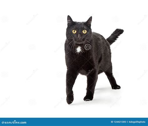 Black Cat Walking