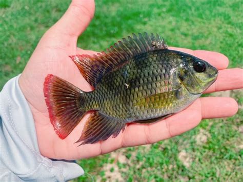 Florida Invasive Fish Species Guide Catch Florida Peacock Bass