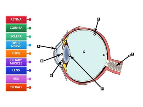 Label the parts of human eye - Labelled diagram