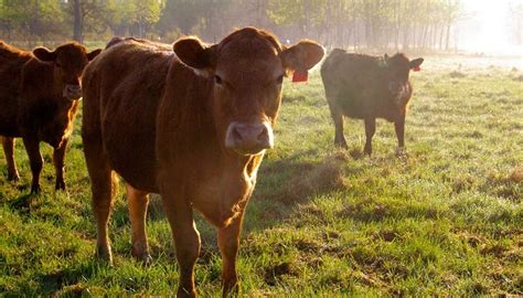 El Gobierno Federal a través de Agricultura y el INIFAP le apuestan a