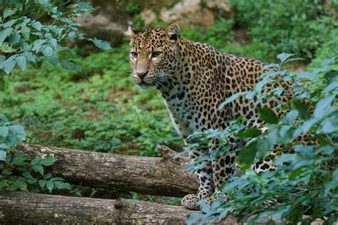 Panthère de Java Panthera pardus melas Javan leopard Jav Flickr