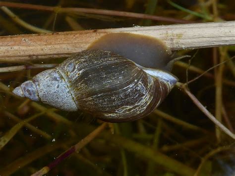 Pond Snail Lymnaea Stagnalis Epitree Flickr