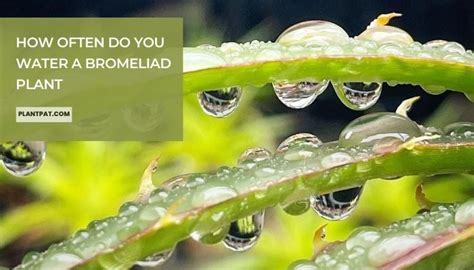 How Often Do You Water A Bromeliad Plant?