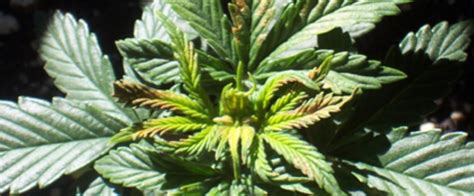 Boron Deficiency, Treatment, and Prevention in Cannabis Plants - Bonza Blog