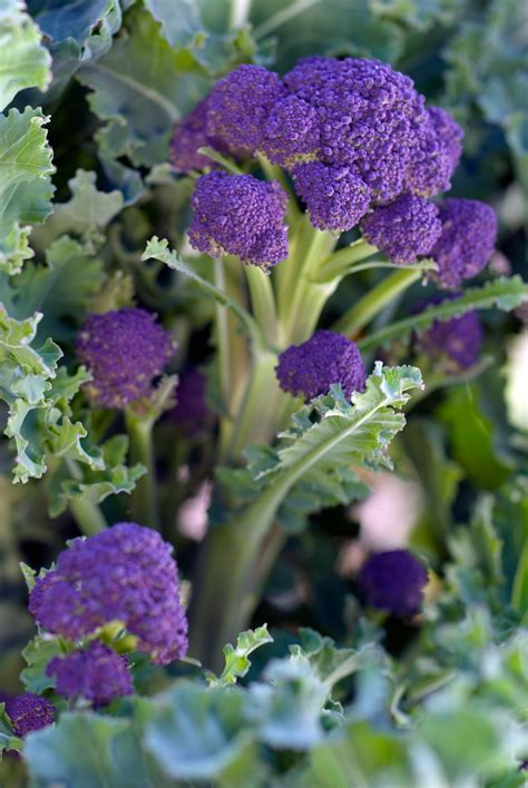 Best Vegetables To Grow In Winter : Winter Garden Vegetables | The