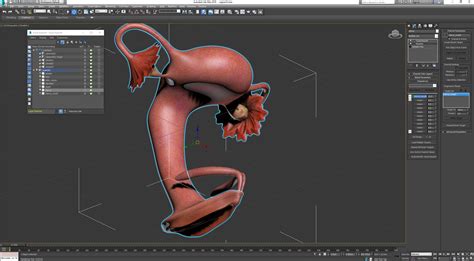 Female Reproductive 3d Model