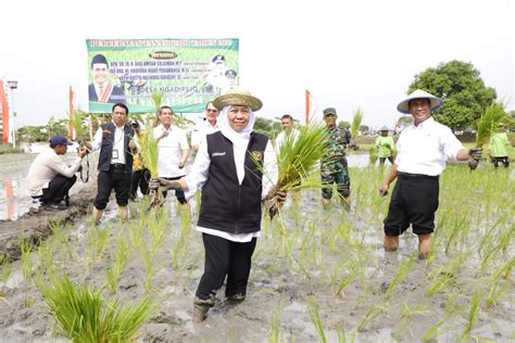 Bersama Menteri Pertanian Ri Panen Dan Tanam Padi Di Tuban Gubernur