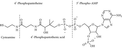 Coenzyme A Chemical Structure Of Coa And Its Components Download