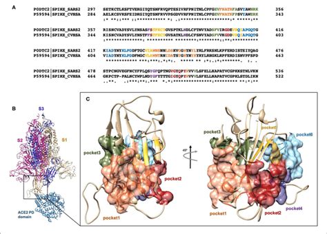 A Clustal Omega Alignment Of RBD Regions Of SARS CoV And SARS CoV 2