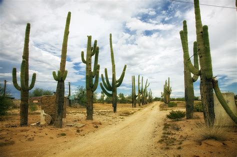 Desert Catus Cacti : r/arizona