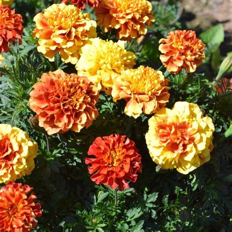 Marigold New World Strawberry Blonde Seed Harris Seeds