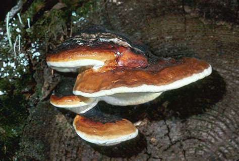 Fomitopsis pinicola