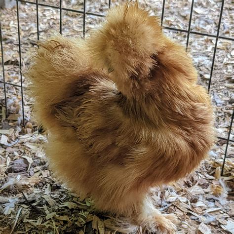 Buff Silkie Hatching Eggs Naked Neck Possible Read Description