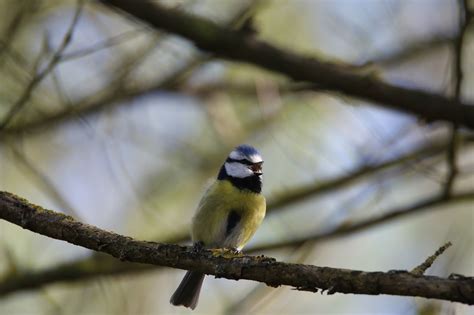 100 000 Free Birds Singing Singing Images Pixabay