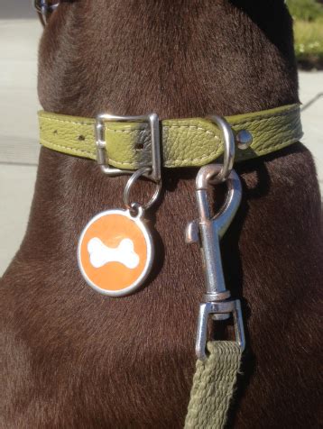 The Best Way to Attach Dog Tags | Thriving Canine