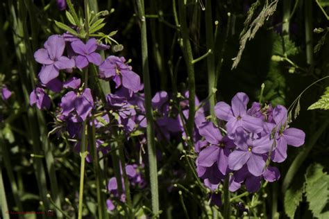 Het Virtuele Herbarium 530 Damastbloem Luuk