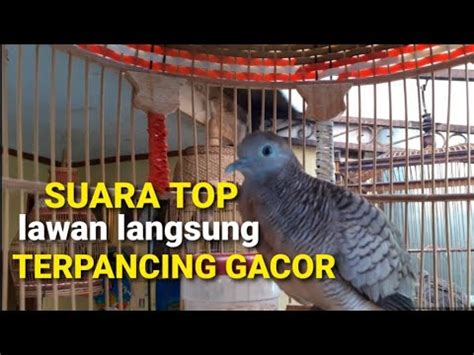 Detik Lawan Pasti Jadi Gacor Langsung Terpancing Gacor Suara Top