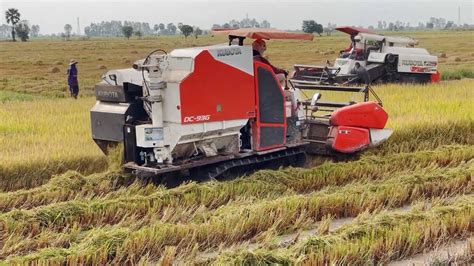 Rice Harvest Season Cambodia Harvested By Kubota DC 70G Kubota 93G