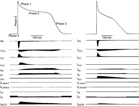 Action Potential Waveforms And Underlying Ionic Currents In Adult Human