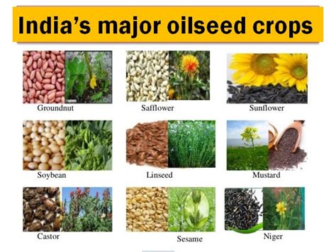 Major Crops In India And Cropping Patterns In India Upsc Indian