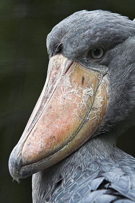 Real Monstrosities: Shoebill