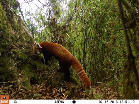 Red Panda Habitat Climate