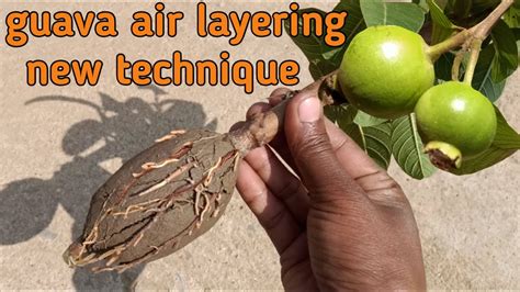 Guava Air Layering With Easiest Method How To Air Layering On Guava