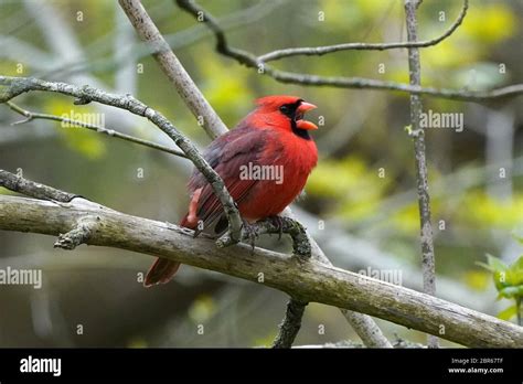 Northern Cardinal male singing for a mate Stock Photo - Alamy