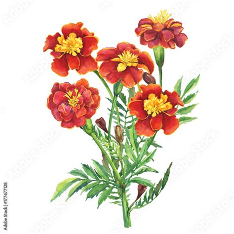 Bouquet of flowers Tagetes patula, the French marigold (Tagetes erecta, Mexican marigold). Red ...