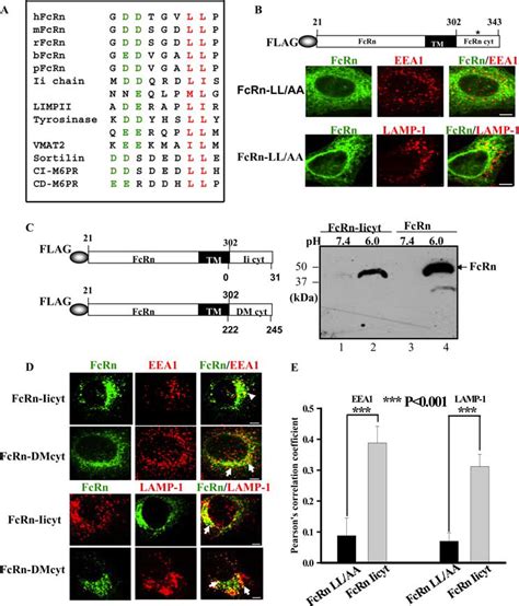 The Cytoplasmic Tail Of Ii Chain Can Direct Fcrn Trafficking To Both