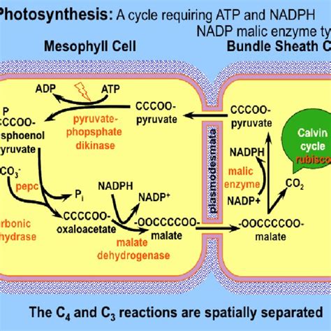 Pdf Carbonic Anhydrase Mechanism Structure And Importance In Higher