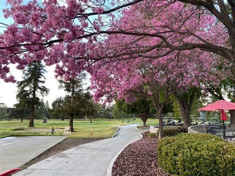 Altadena Golf Course: A Hidden Gem in Southern California